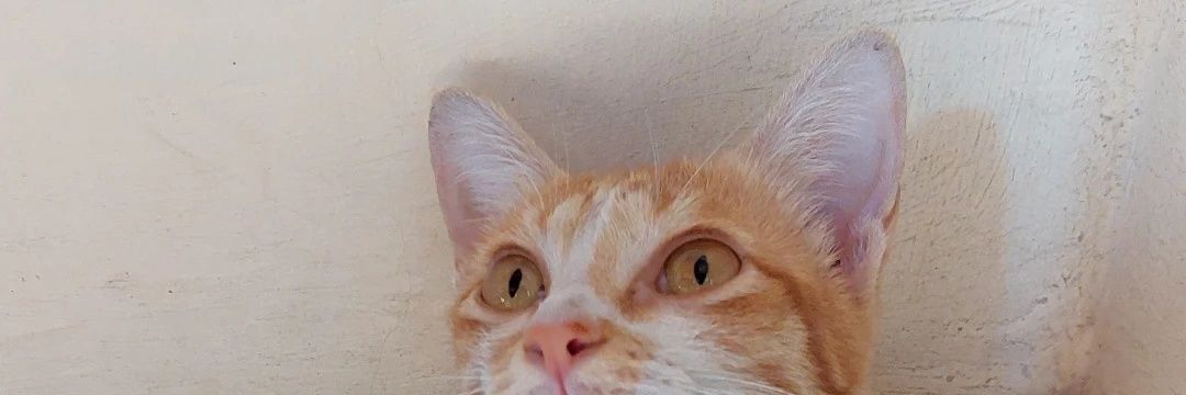 sunflwrzzz's profile banner image