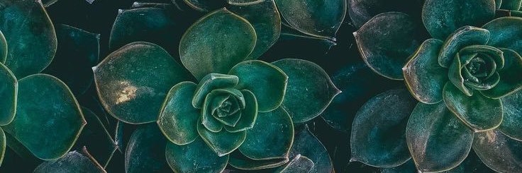 erinpdavis's profile banner image