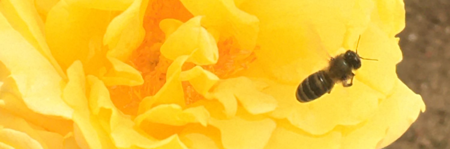 yas_mn's profile banner image