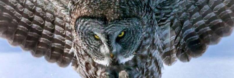 owldreem's profile banner image