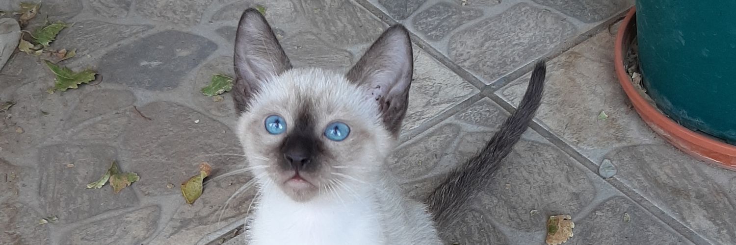 TaroCaffe's profile banner image