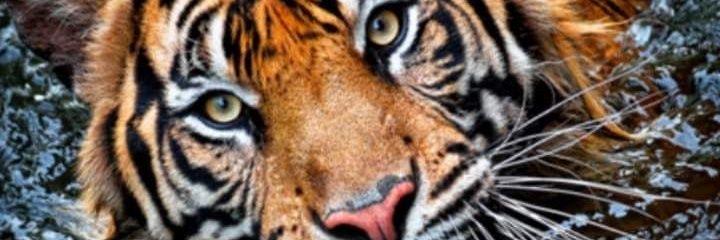 geetgovind8's profile banner image