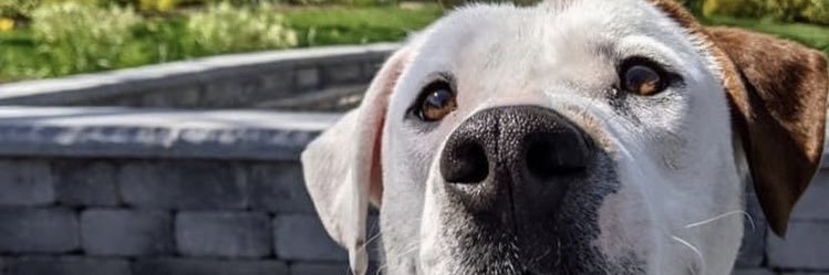 Realspringshady's profile banner image