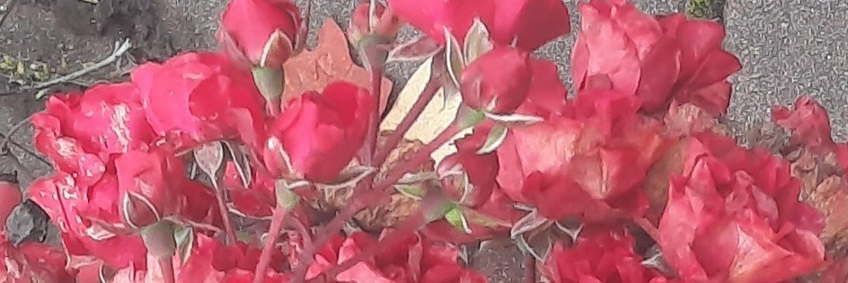 ReneeRose618's profile banner image