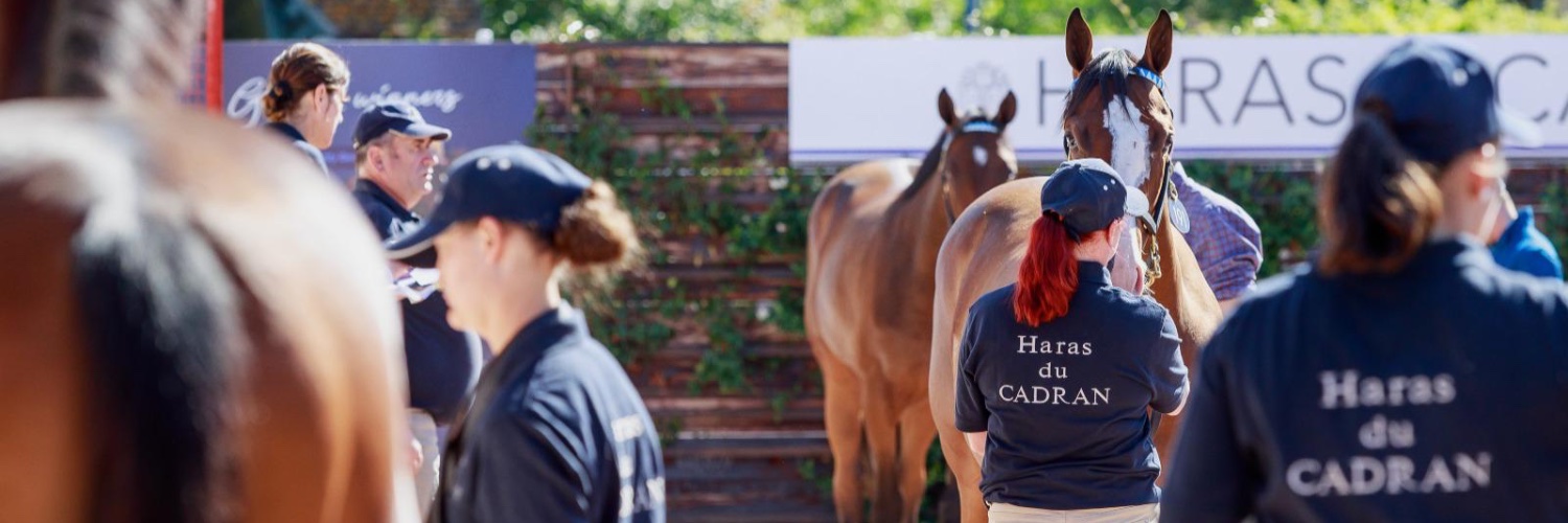 HARAS DU CADRAN banner
