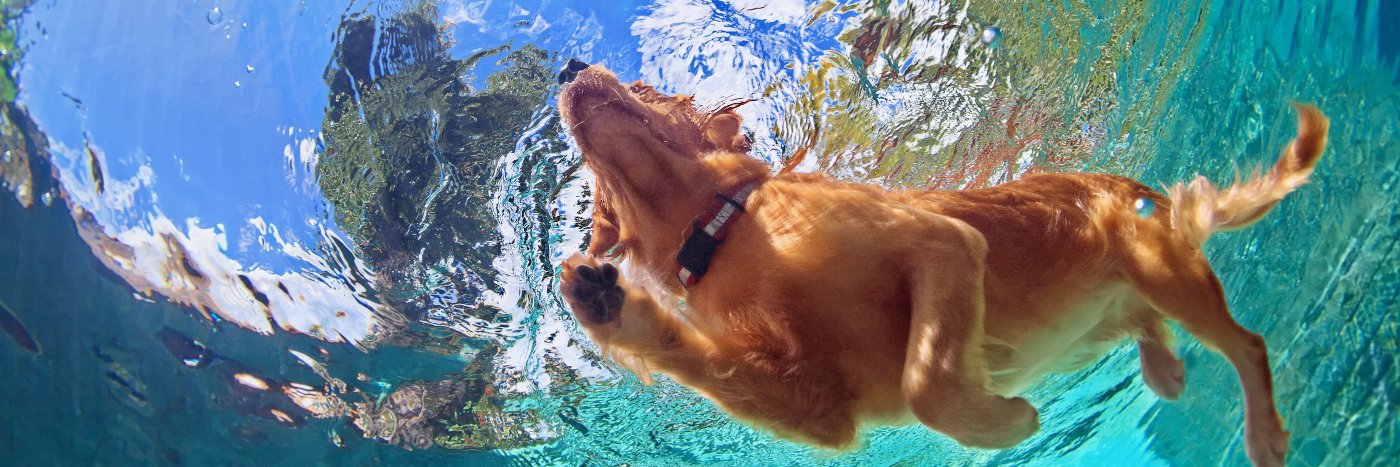 Jumping Jack Ranch banner