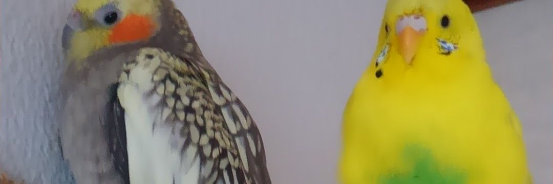 20121020mari's profile banner image