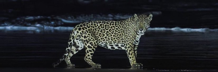 lDodii_'s profile banner image