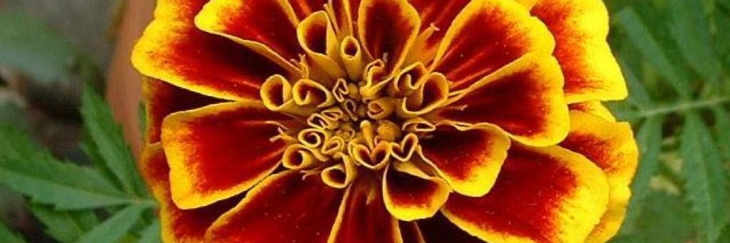 2007Thraa's profile banner image
