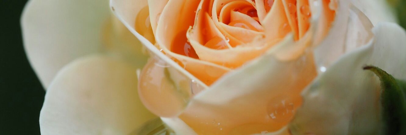 cherlyhodges41's profile banner image