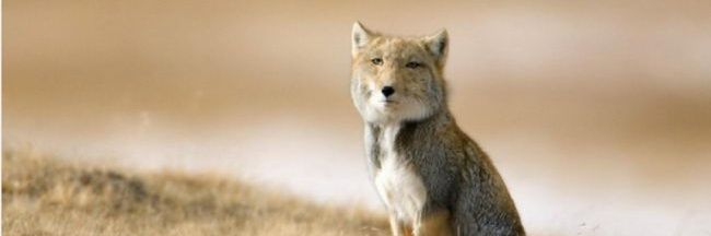 จิ้งจอกทิเบต🦊🦊🦊 banner