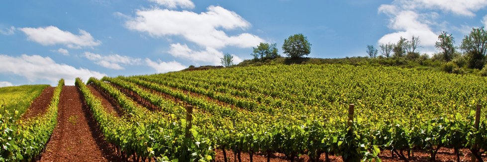 tswine's profile banner image