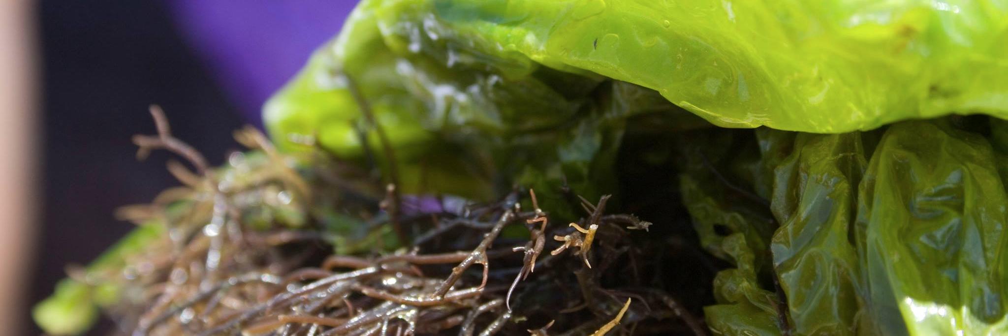 Suralgae's profile banner image