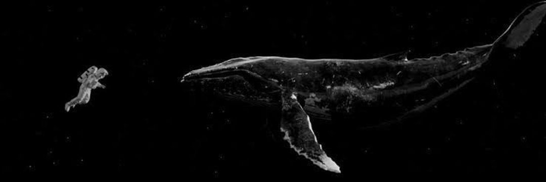 🐋🩵 banner