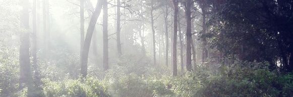 olga_keil's profile banner image