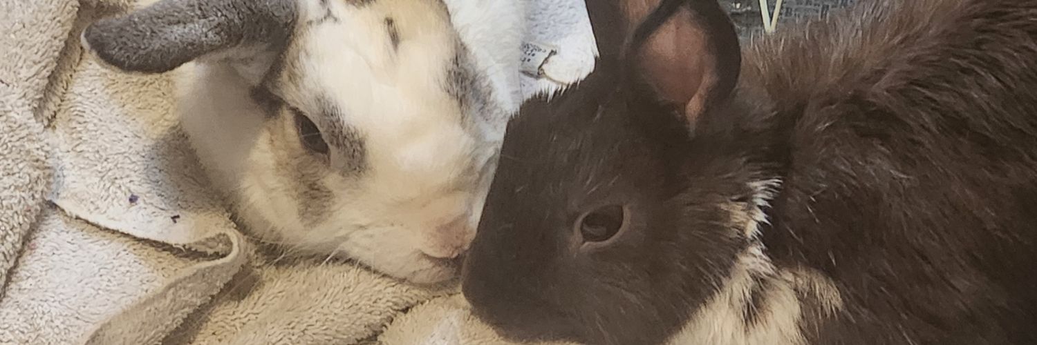 Anniecrazymind's profile banner image