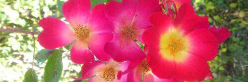 🌷 banner