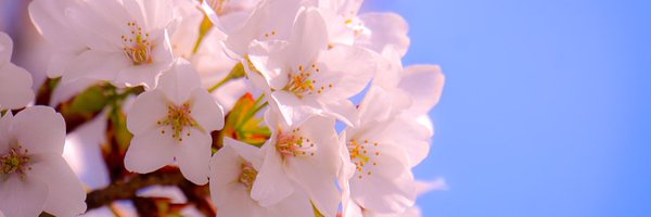 trippharmacist Profile Banner