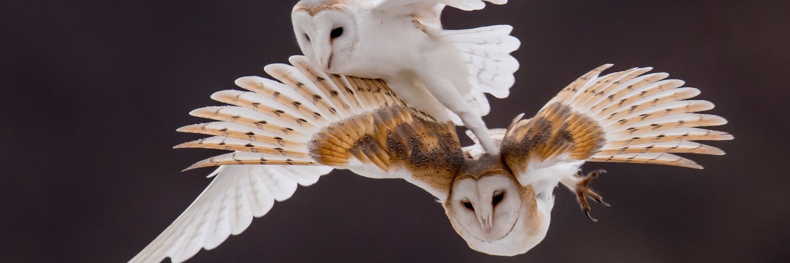 Phill Gwilliam banner