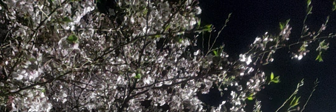 dora_maiden's profile banner image