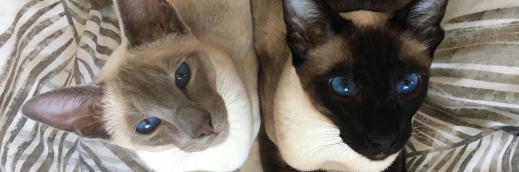 _jo_'s profile banner image