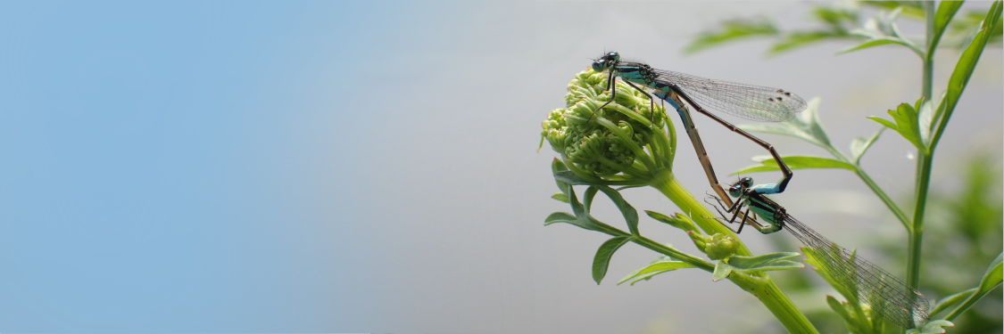 Make your local ♥ly banner