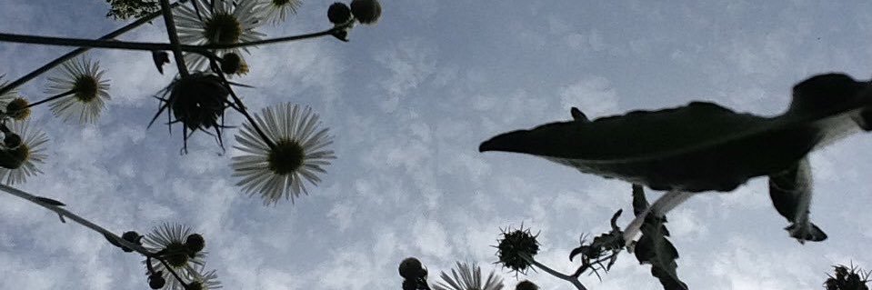 RaccontamiF's profile banner image
