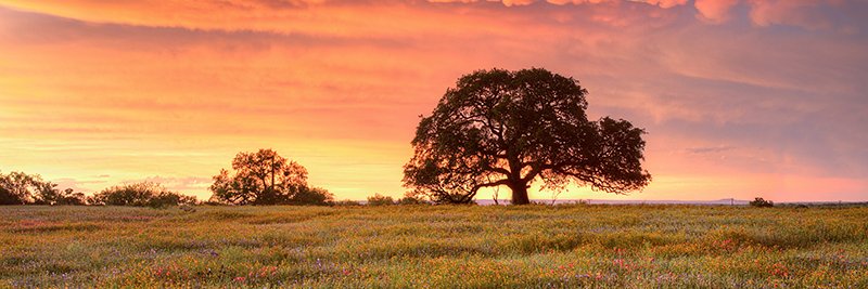 Alissa Hutton banner