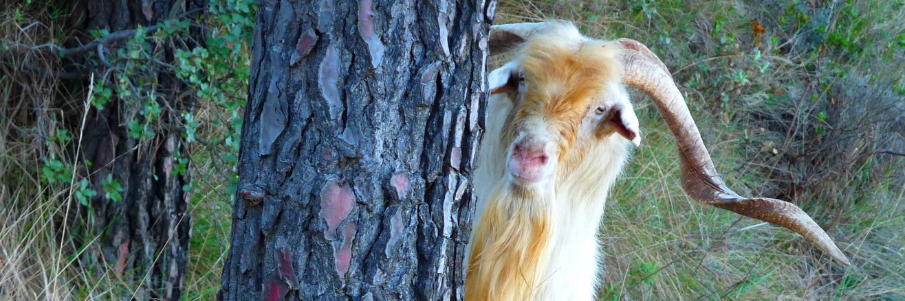 Tirando pal monte banner