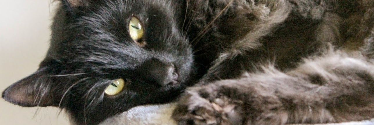PALS 🐈 banner