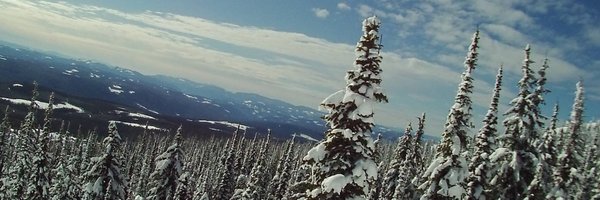 craigm Profile Banner