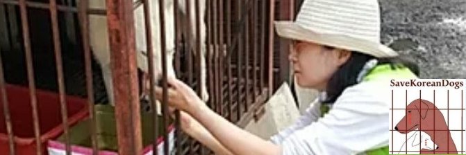 SaveKoreanDogs's banner