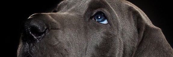 Tundisai banner