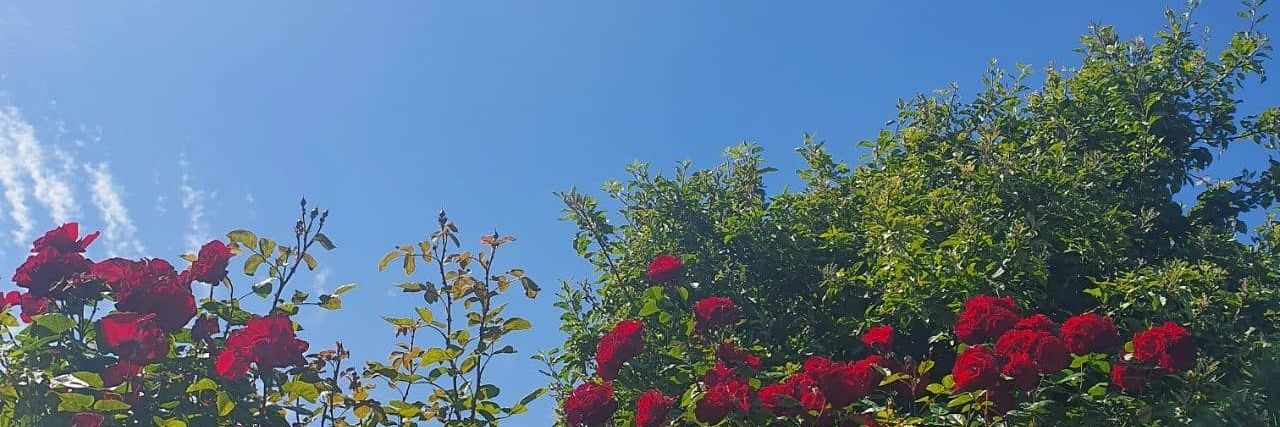 ⚡hash✨ (xe/fae) banner