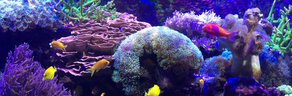 CRCS_MrsQ Profile Banner