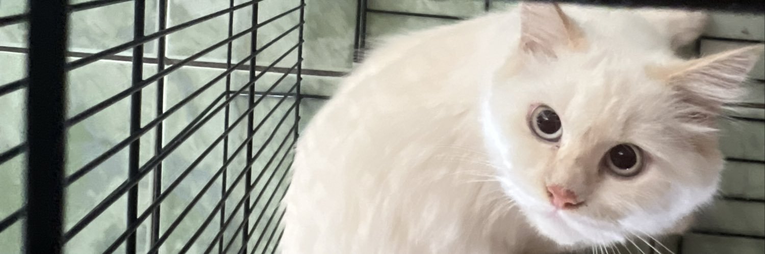 brisikpipel's profile banner image