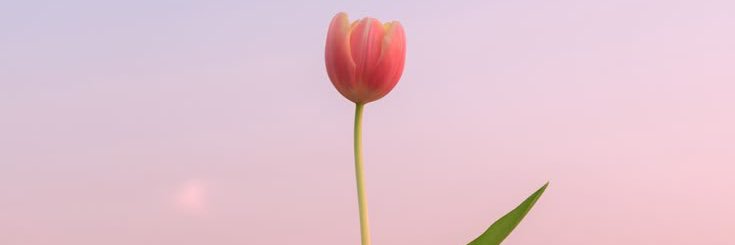 katpascl's profile banner image