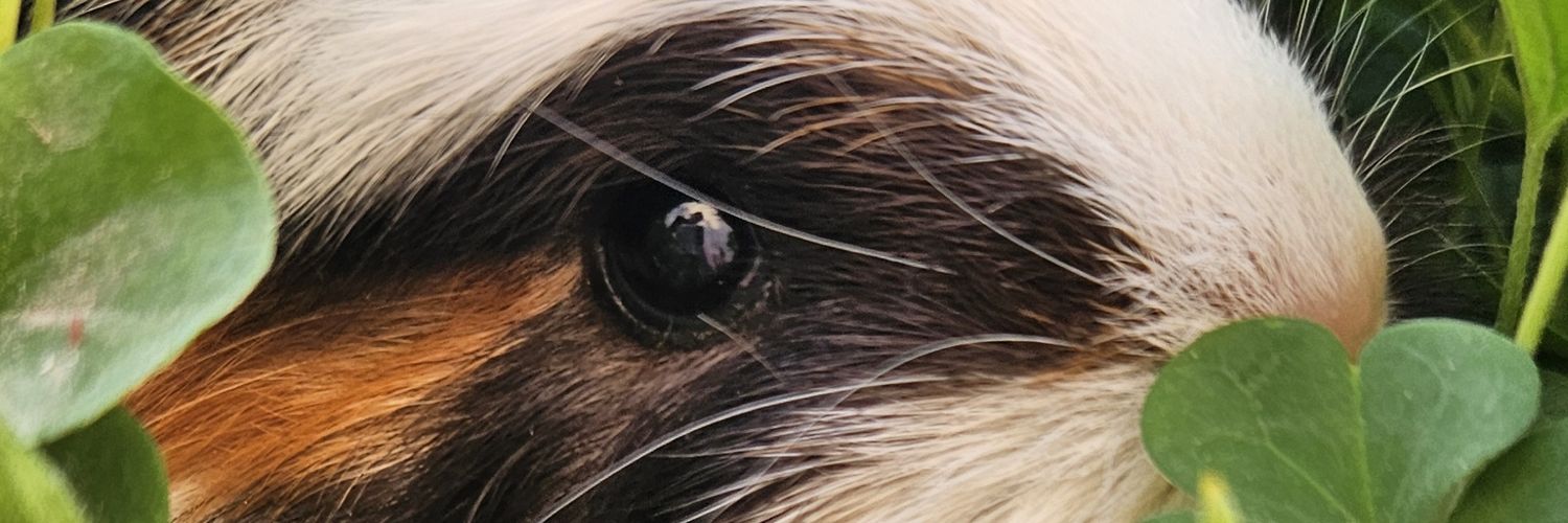 b1scrt's profile banner image