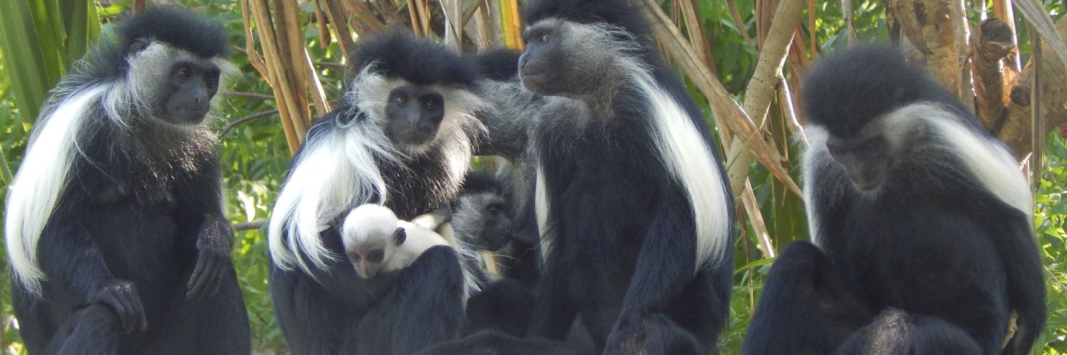 Colobus Conservation banner