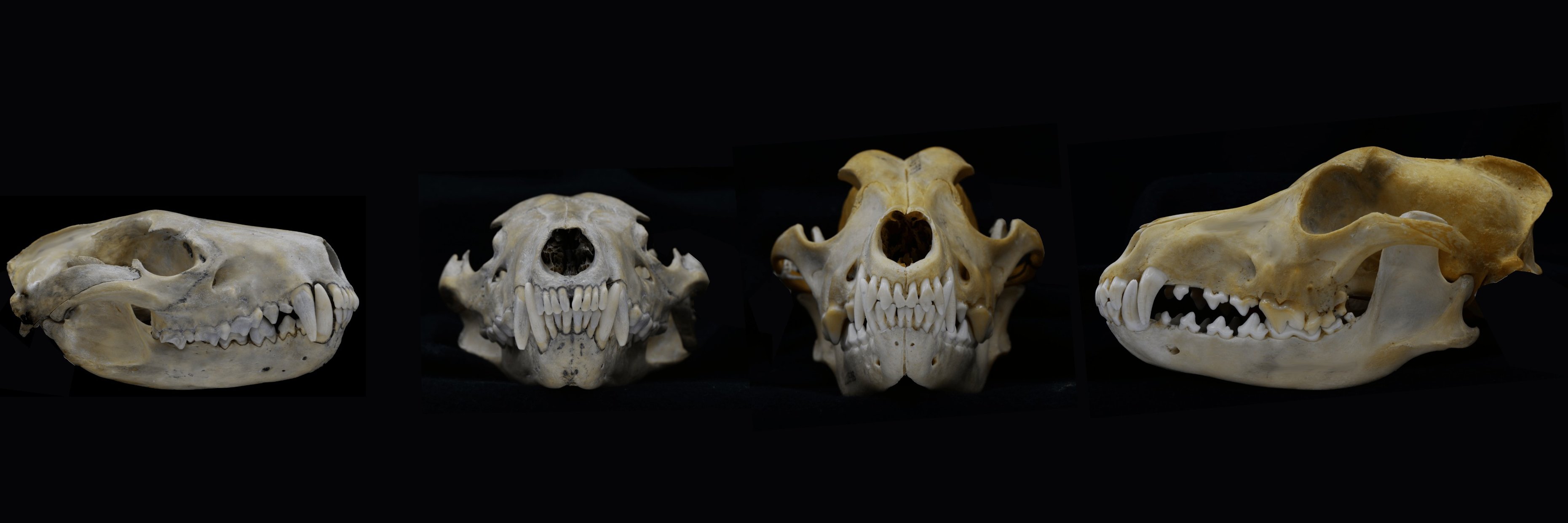 Dr Tahlia Pollock banner