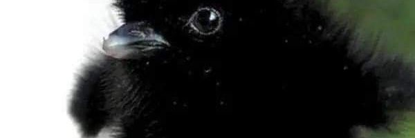 bublik клецка | жена билла banner