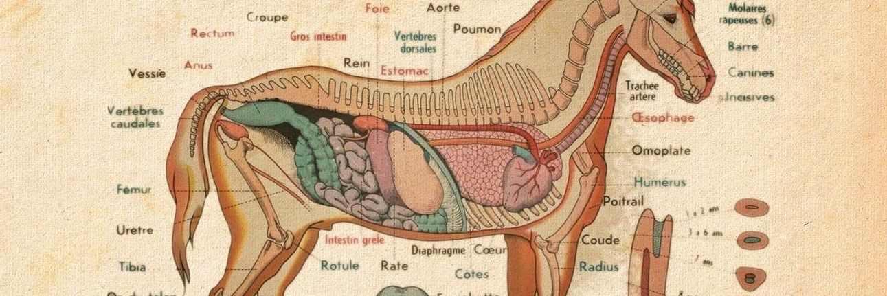 Augusto Galassi banner
