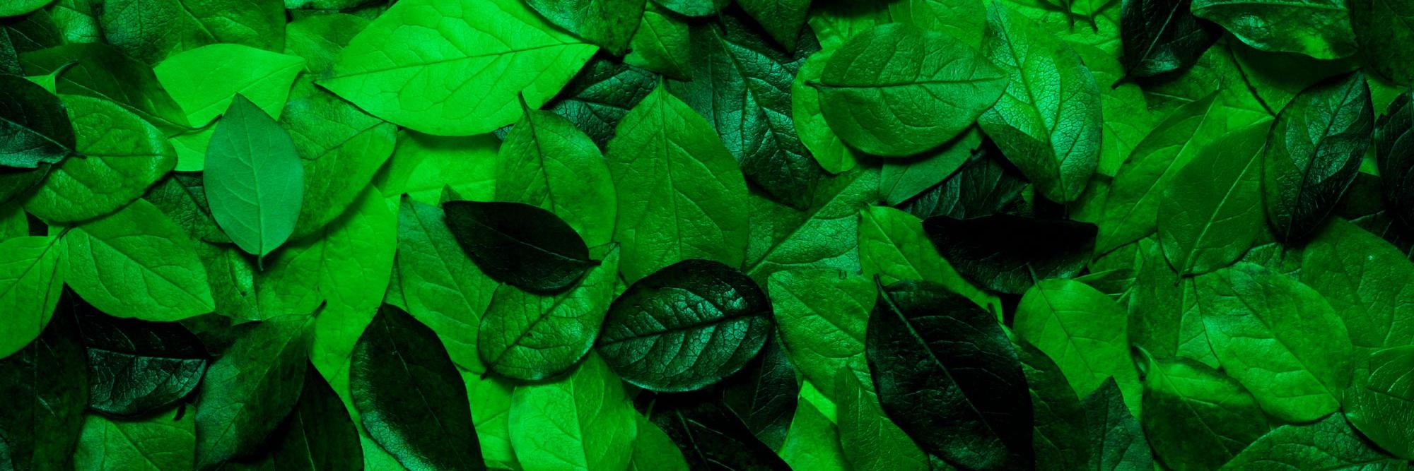 beanstalkinter's profile banner image