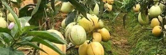 muneneNmunene's profile banner image