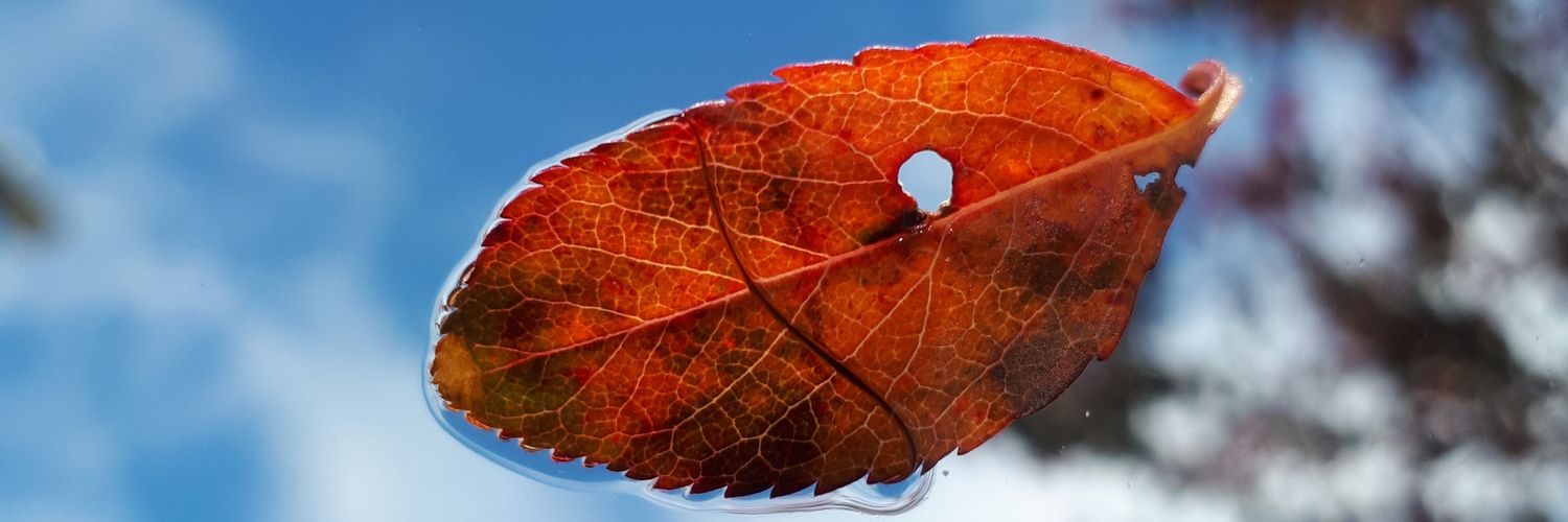 Sheila Smith 🏴󠁧󠁢󠁷󠁬󠁳󠁿🇪🇺 #AlwaysEuropean banner