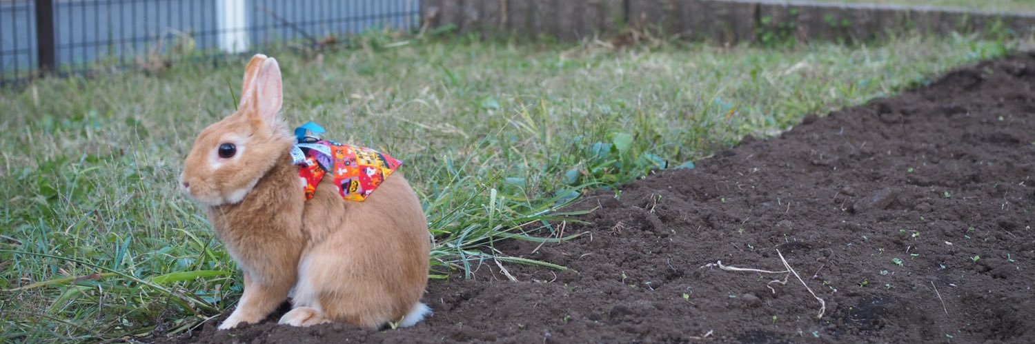 チャーリー banner