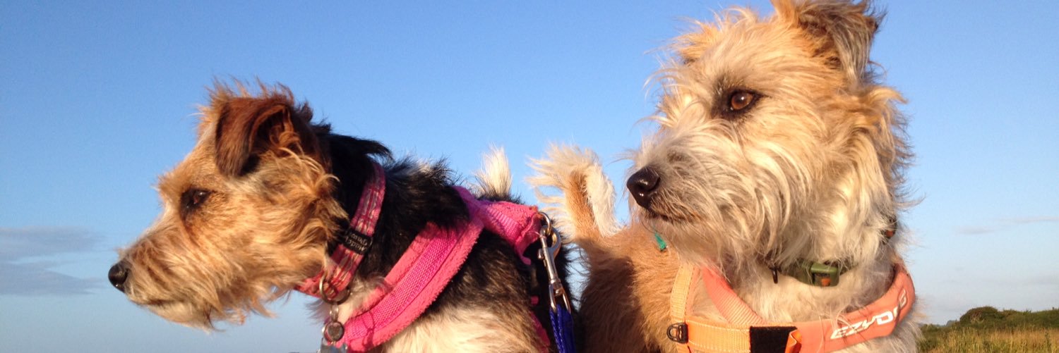 #OfficeJuniors Bramble & Briar banner