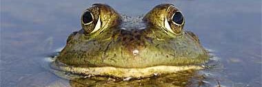 BeardedBfrogs's profile banner image