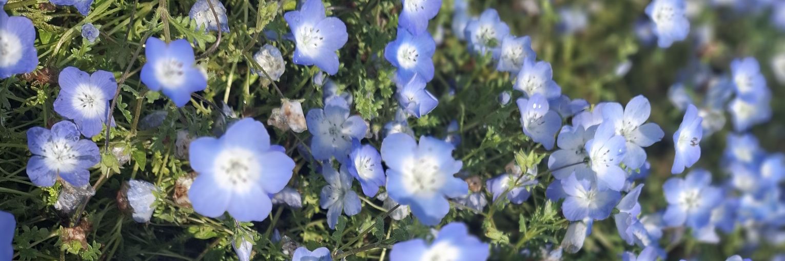 埼玉県住み母ちゃん✩.*˚ banner