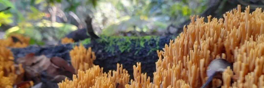 Gata Salvaje 🌬🌫🌻🌚 banner